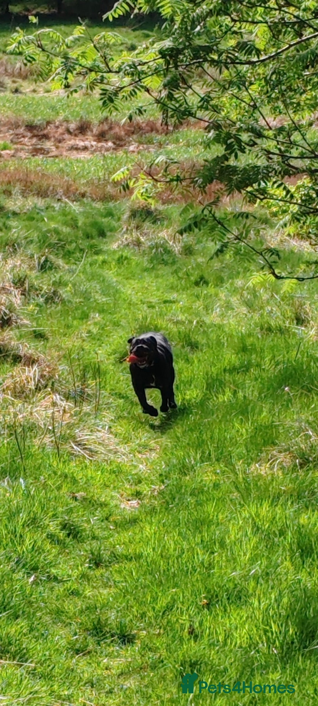 Cane Corso dogs for sale: Cane Corso  - Advert 25