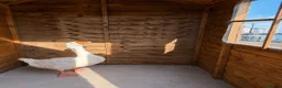 Geese poultry for sale: Beautiful White Gander – 4 Years Old in Tadworth - Advert 1