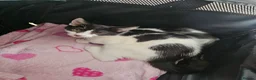Mixed Breed cats for sale: 2 male kittens 16 weeks old - Advert 11