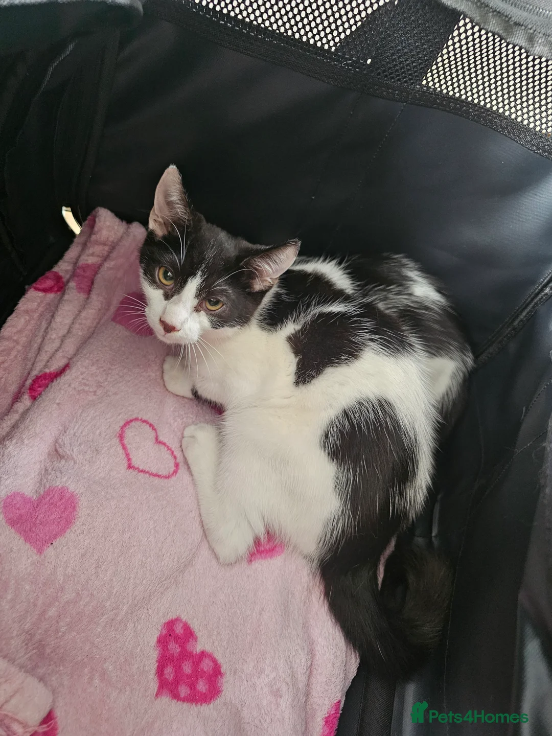 Mixed Breed cats for sale: 2 male kittens 16 weeks old - Advert 11