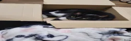 Domestic Shorthair cats for sale: 4 spayed female indoor only cats  - Advert 1