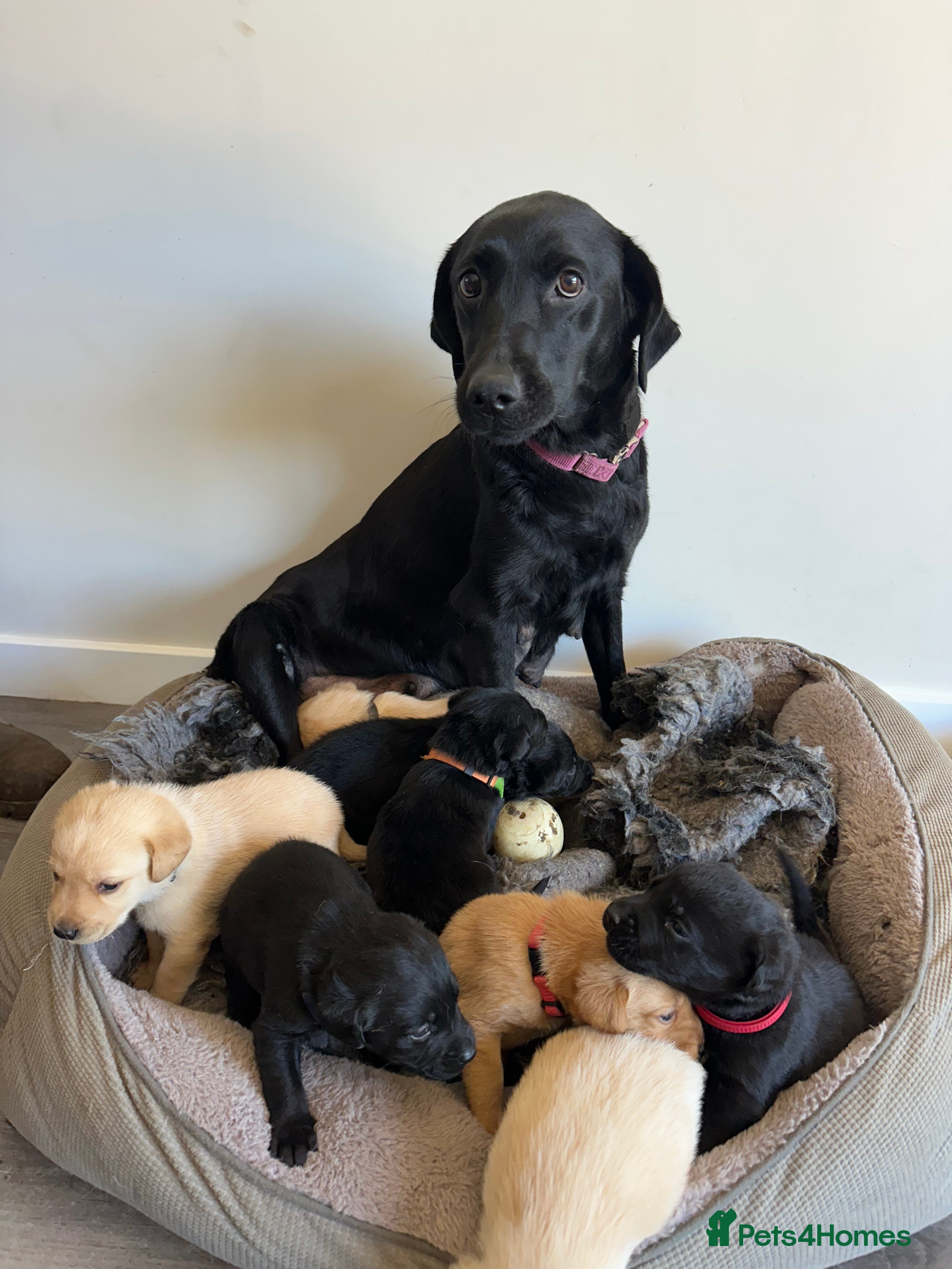 Labrador Retriever dogs Ready 4 Jan 2026 Labrador pups  - Advert 16