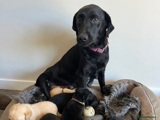 Labrador Retriever dogs Ready 4 Jan 2026 Labrador pups - Advert 16