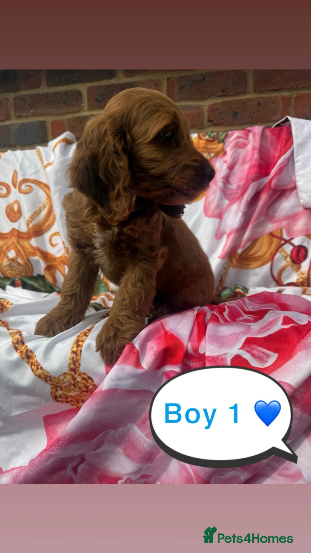 Cockapoo dogs for sale: Cockapoo puppies for sale  - Advert 13