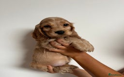 Cocker Spaniel dogs for sale: KC SHOW COCKER SPANIELS READY NOW - Image 10