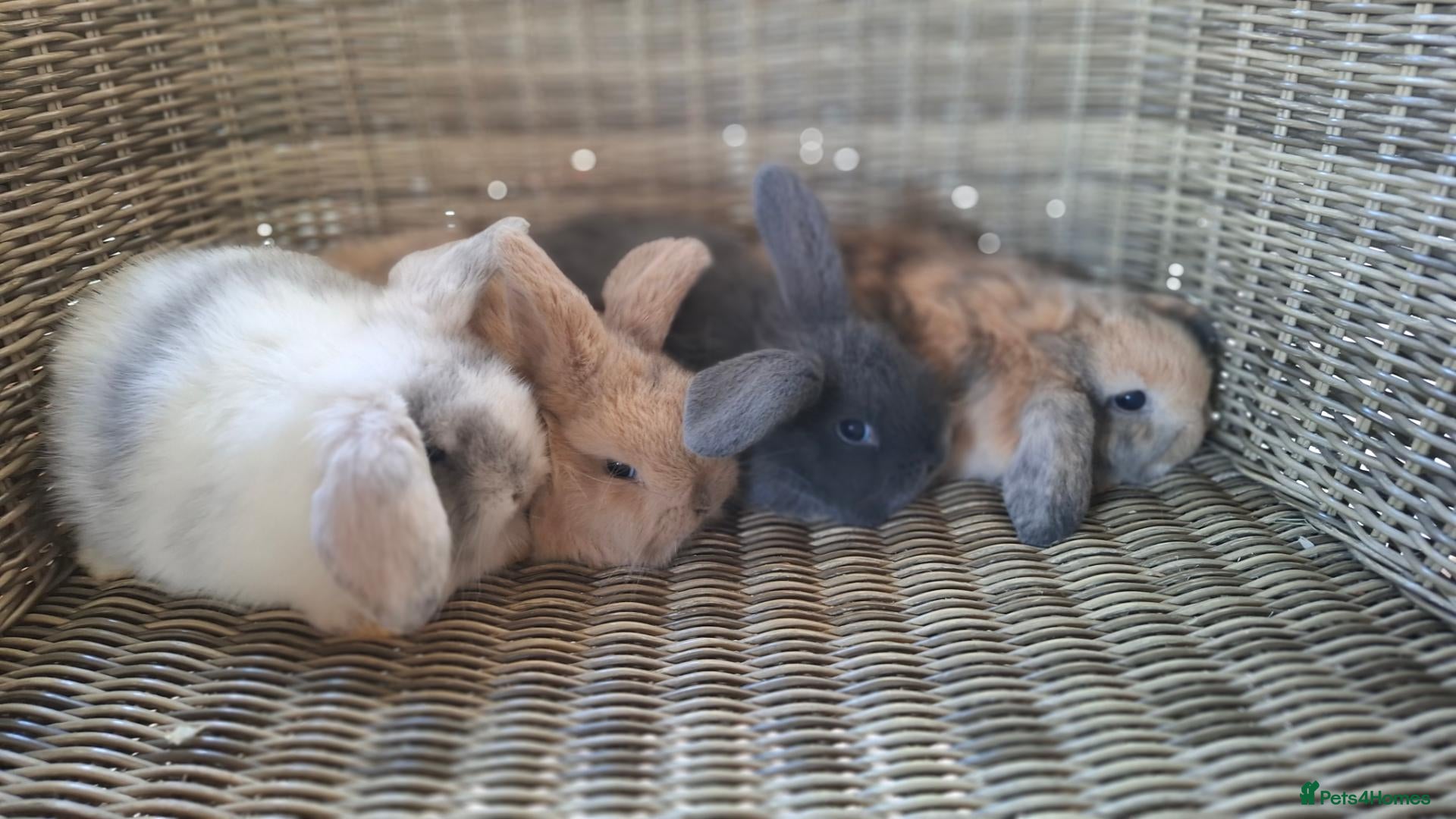 Mini Lop rabbits for sale: Bundles of fluff ready to be reserved  - Advert 21