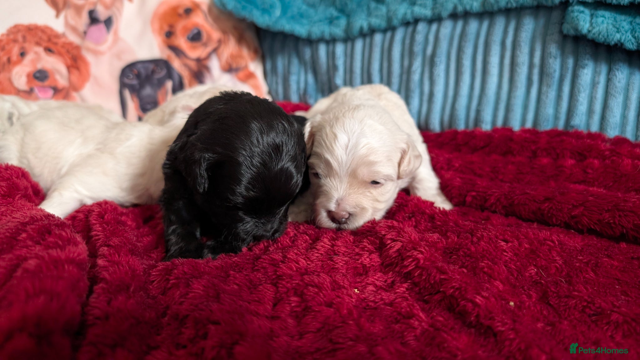 Maltipoo dogs for sale: Dna Genetically health tested maltipoos in Swindon - Advert 4