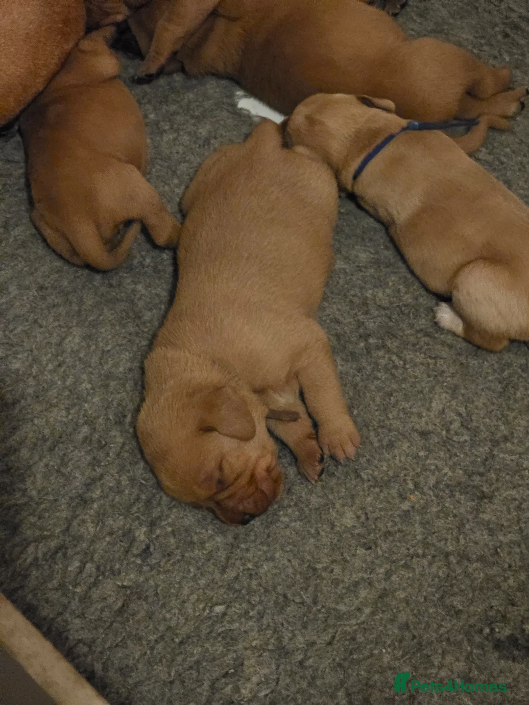Mixed Breed dogs for sale: Vizslador Puppies  in Fraserburgh - Advert 23