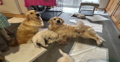 Golden Retriever dogs Golden retriever pups  - Advert 12