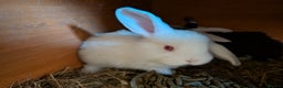 French Lop rabbits for sale: GIANT FRENCH LOPS 🚨last one🚨 - Advert 1