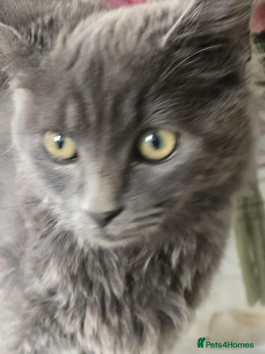 Mixed Breed cats for sale: Two kittens in Uxbridge - Advert 1