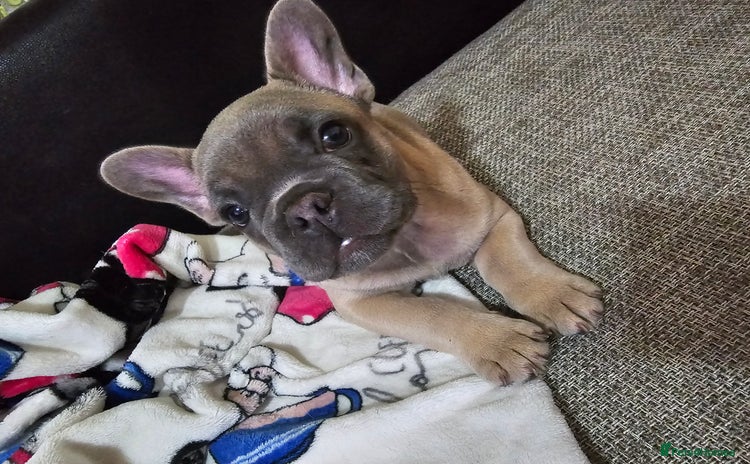 French Bulldog dogs - Advert 1