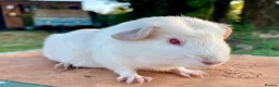 Guinea Pig rodents for sale: Guinea pigs for loving new homes - Advert 8
