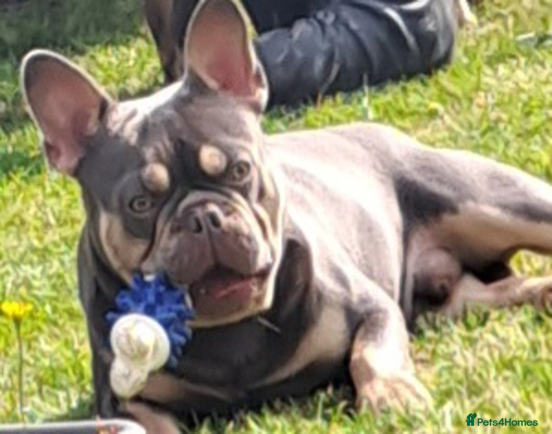 French Bulldog dogs for stud: Top Quality Stud RAMSGATE 🎯🎯 KC registered💣💣  in Ramsgate - Advert 6