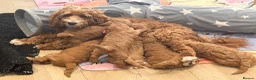 Australian Labradoodle dogs for sale: Australian Labradoodles Multigenerational  - Advert 5