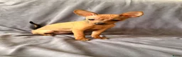 Russian Toy Terrier dogs for sale: Russian Toy Terrier - Advert 30
