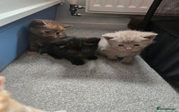 Norwegian Forest Cat cats for sale: Nfc/bsh beautiful mix  - Image 9