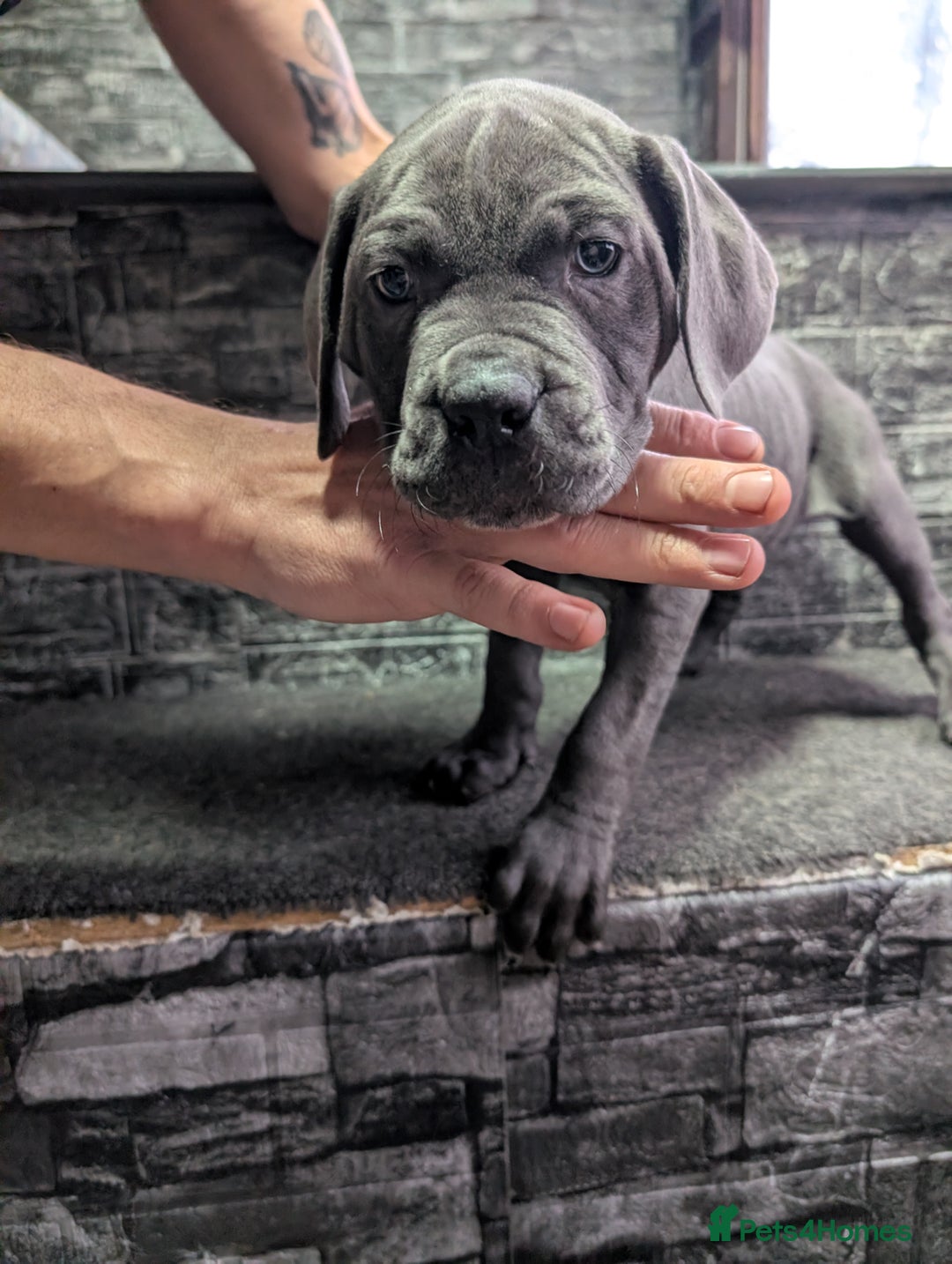 Cane Corso dogs for sale: Cane corso puppies  - Advert 26