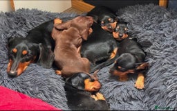 Miniature Dachshund dogs for sale: ADORABLE MINIATURE DACHSHUND PUPPIES FOR SALE - Image 1