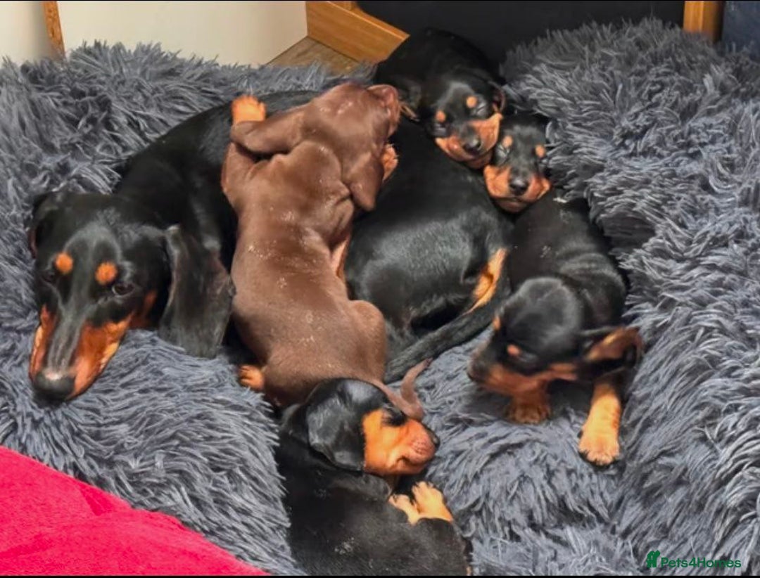 Miniature Dachshund dogs for sale: ADORABLE MINIATURE DACHSHUND PUPPIES FOR SALE - Image 1