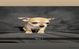 Chorkie dogs for sale: For sale  - Advert 1