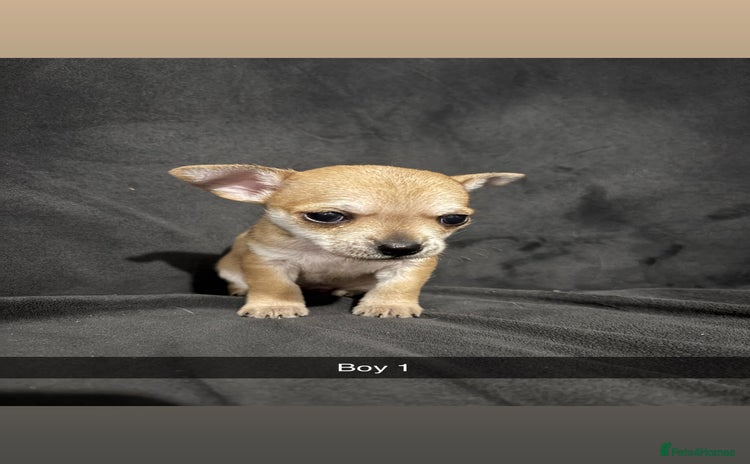 Chorkie dogs For sale  - Advert 15