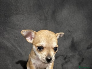 Chorkie dogs for sale: For sale - Advert 1