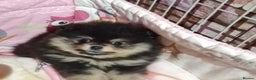 Pomeranian dogs for sale: 🐶 Sweet Black Pom Puppies, Ideal Family Friends - Advert 9