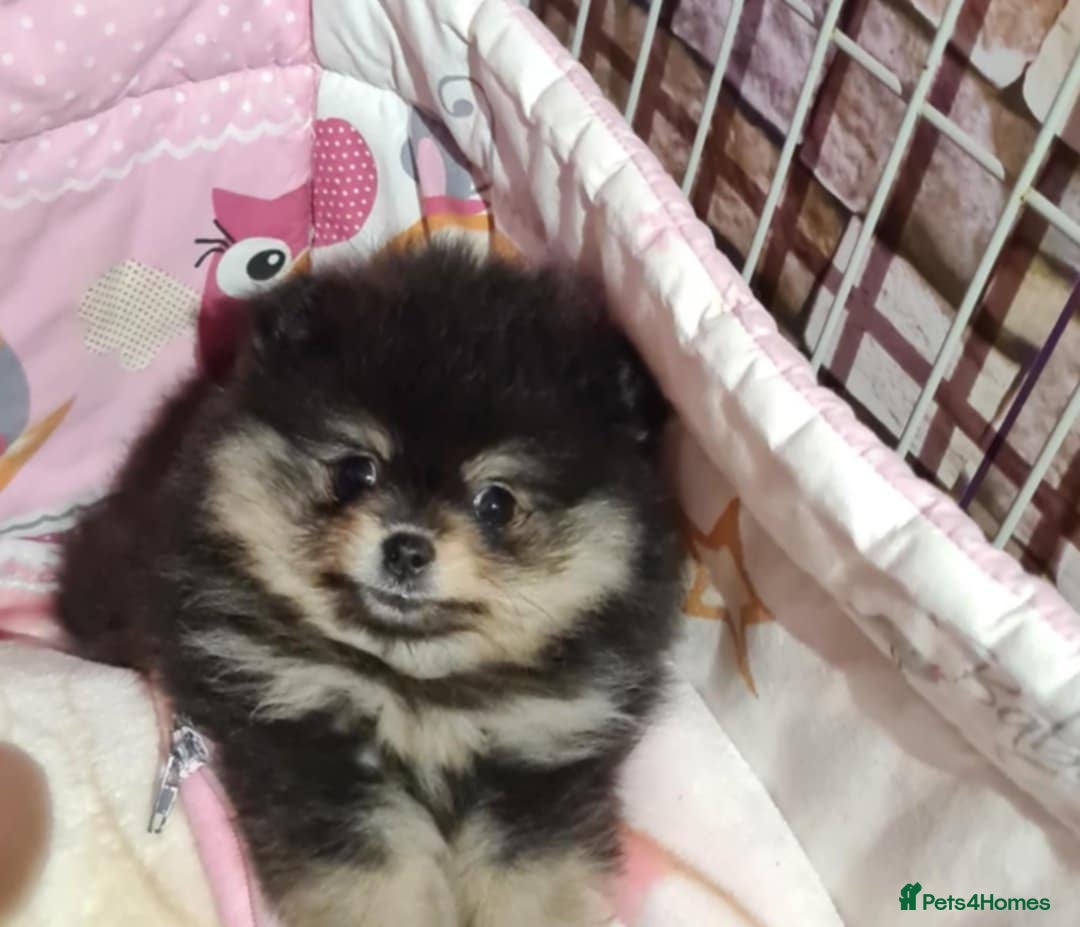 Pomeranian dogs for sale: 🐶 Sweet Black Pom Puppies, Ideal Family Friends - Advert 9