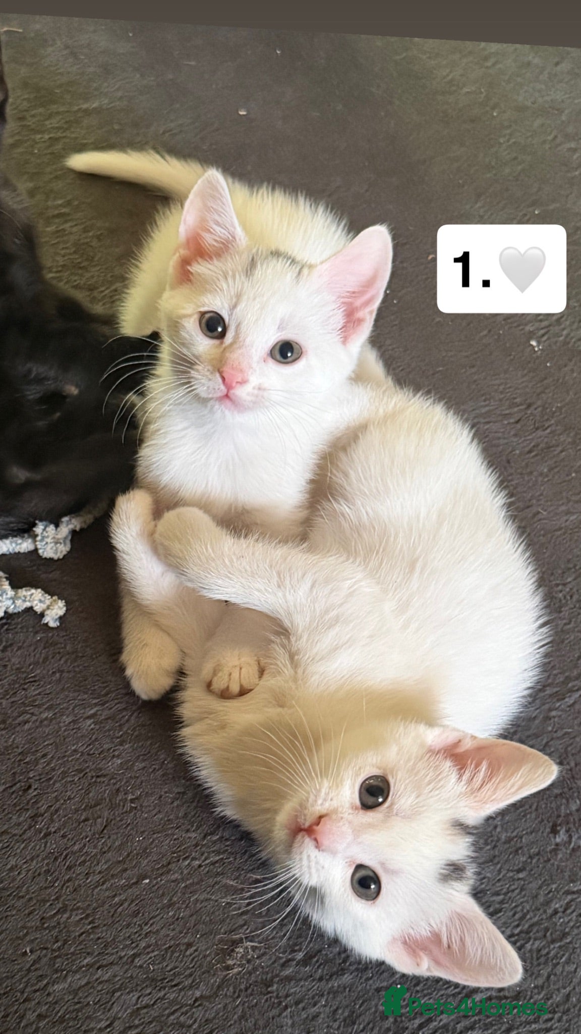 Mixed Breed cats 5 beautiful kittens for new homes - Advert 3