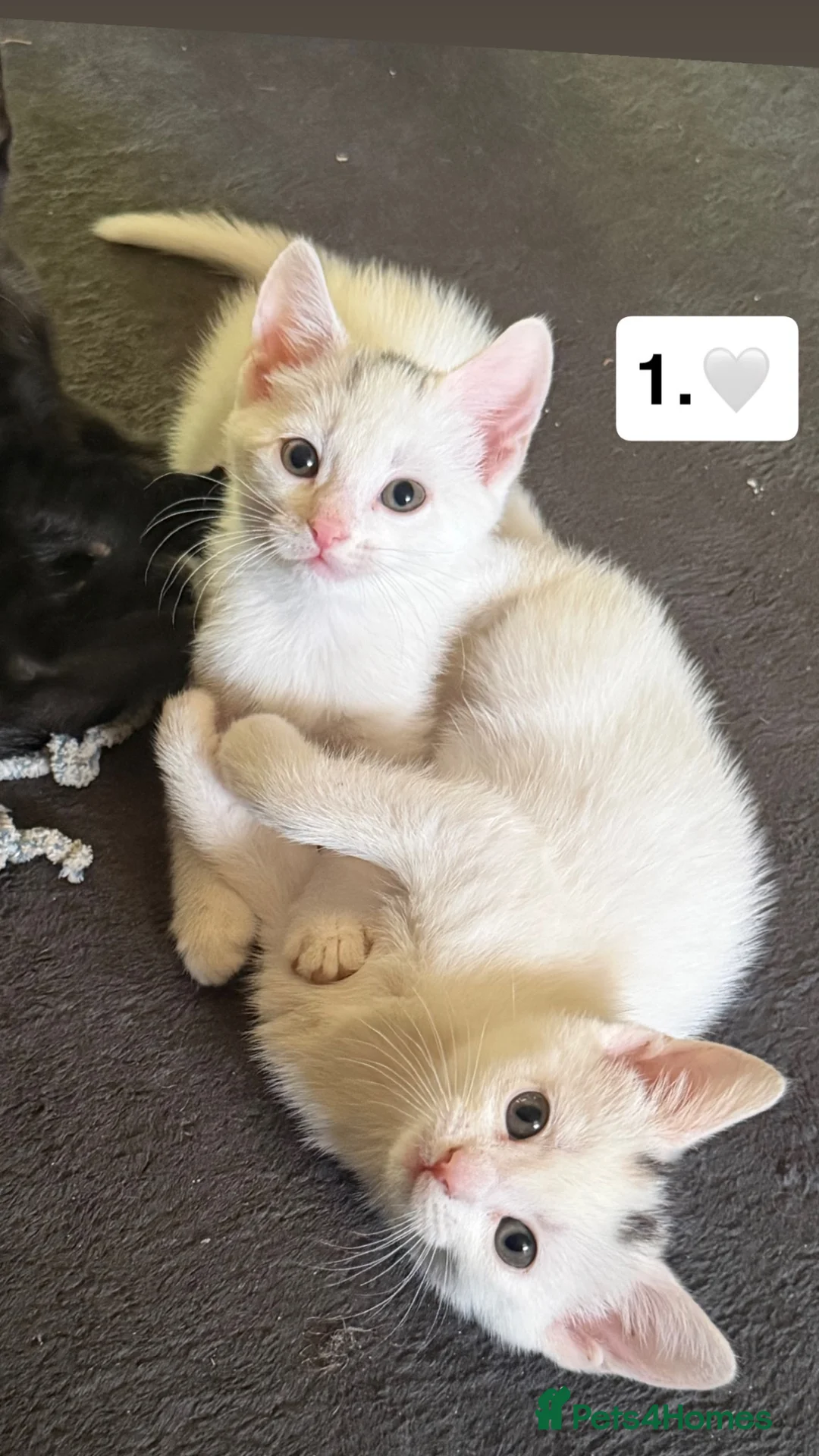 Mixed Breed cats for sale: 5 beautiful kittens for new homes - Advert 2
