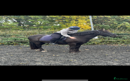 Dales horses for sale: Gorgeous cob looking for new home - Image 4