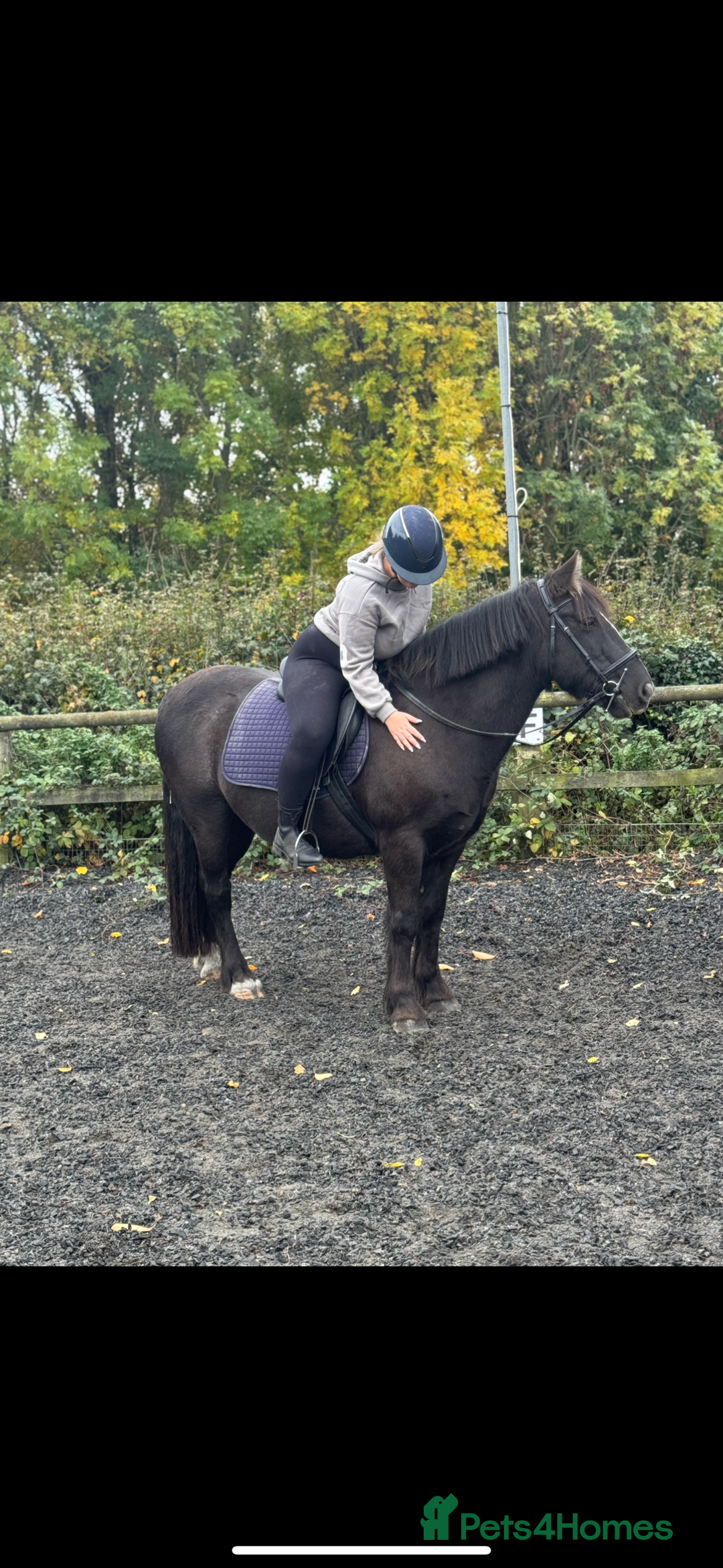 Dales horses for sale: Gorgeous cob looking for new home - Image 4