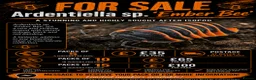 Isopods invertebrates for sale: Ember bee Isopods  - Advert 1