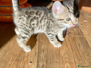 Bengal cats - Advert 5