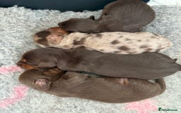 Dachshund dogs for sale: KC Long Haired Miniature Dachshund Puppies - Image 4