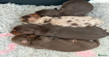 Dachshund dogs - Advert 4
