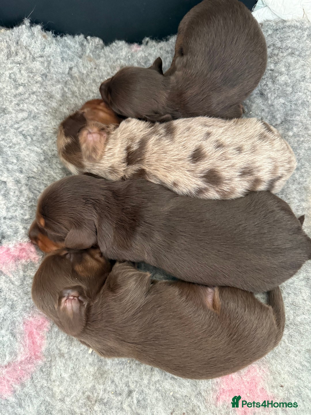 Dachshund dogs for sale: KC Long Haired Miniature Dachshund Puppies - Image 4