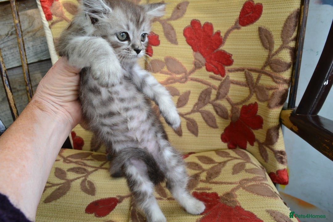 Maine Coon cats for sale: Maine coon Kittens in Oswestry - Image 4