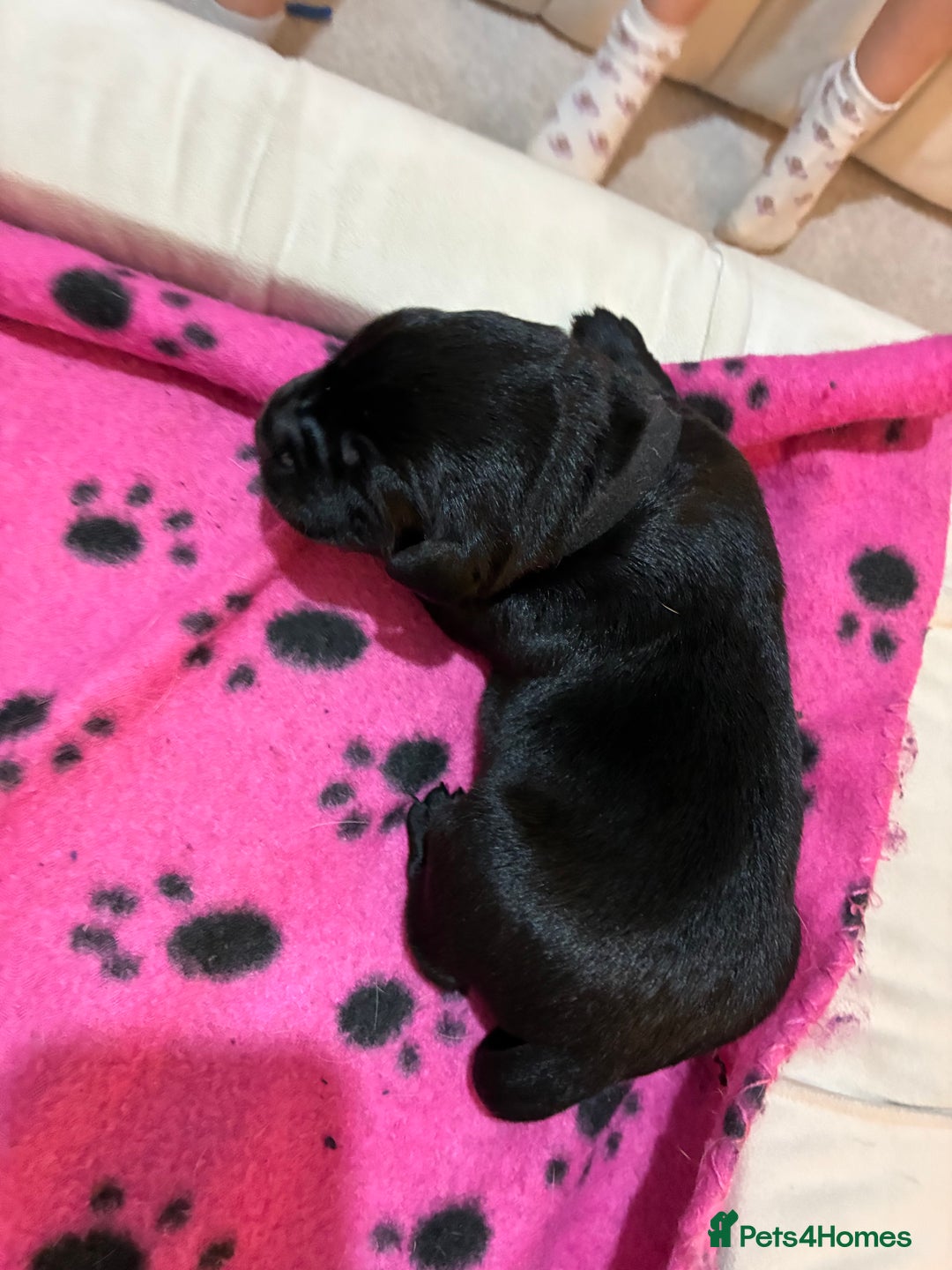 Labrador Retriever dogs for sale: KC RegisteredLabrador Puppies – Ready from 14/02 - Advert 12