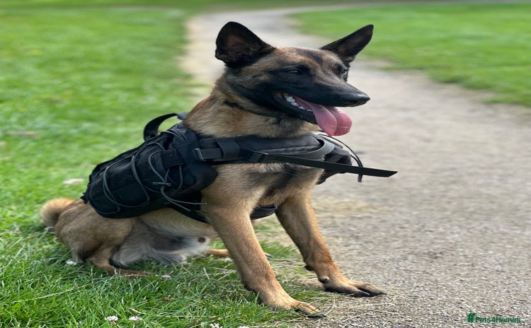 Belgian Shepherd Dog dogs - Advert 1