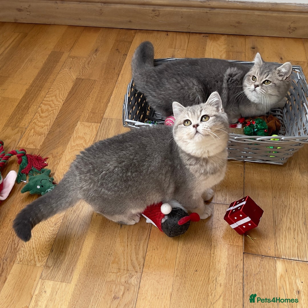 British Shorthair cats for sale: Remaining 2 TICA & GCCF British Shorthair Kittens - Advert 8