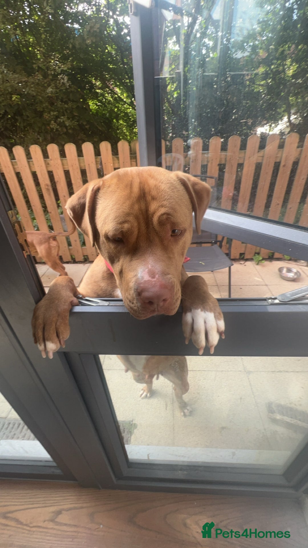 Mixed Breed dogs for sale: Mastiff cross  - Image 3