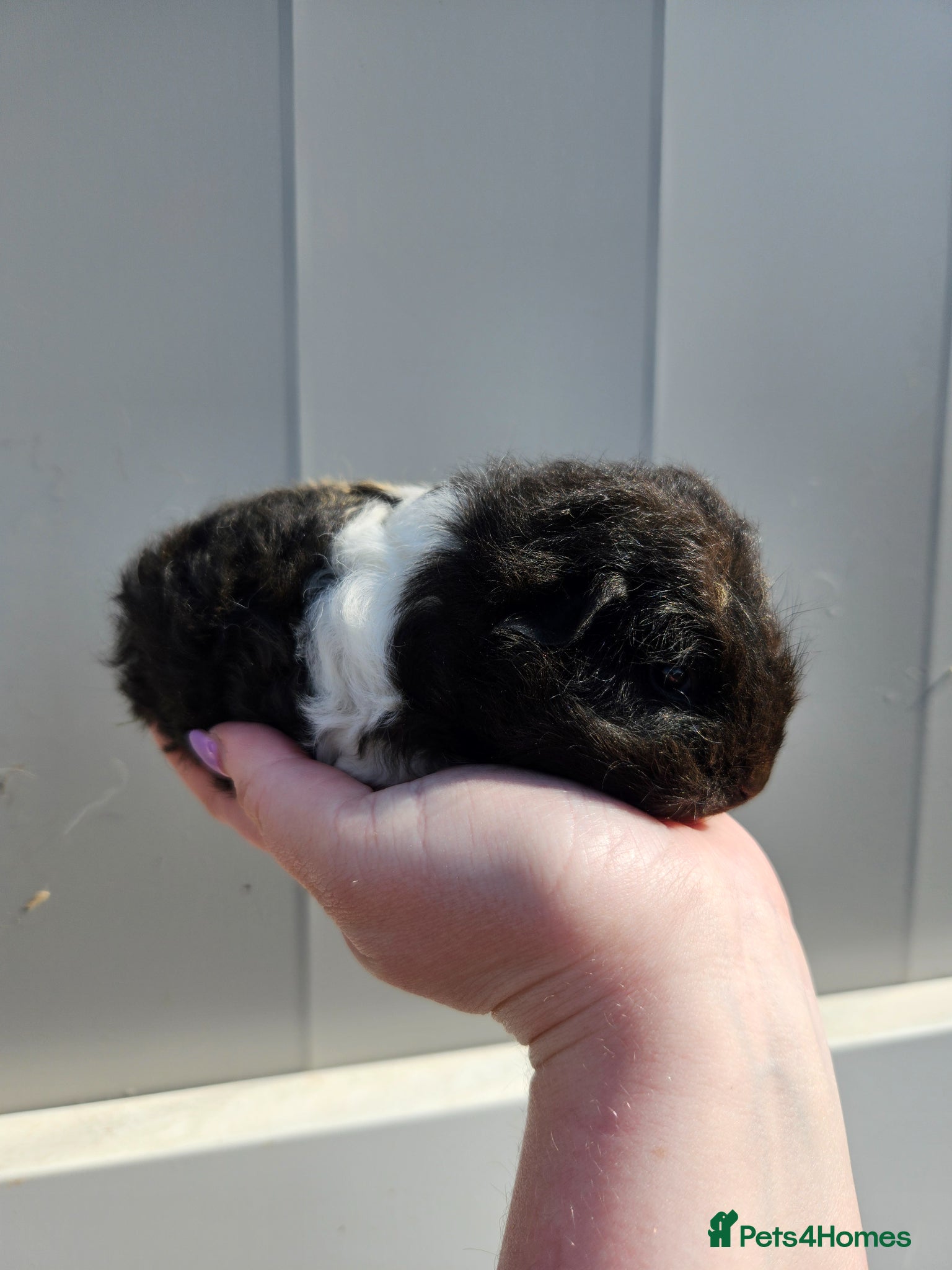 Guinea Pig rodents Swiss boar ready to reserve  - Advert 16