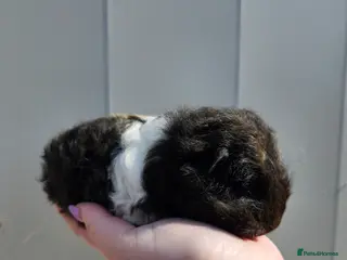 Guinea Pig rodents Swiss boar ready to reserve - Advert 16