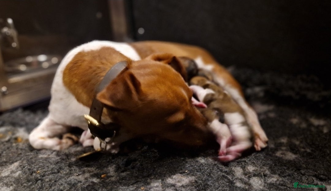 Jack Russell dogs for sale: Traditional Jack Russell Pups DNA Health Tested  - Image 22