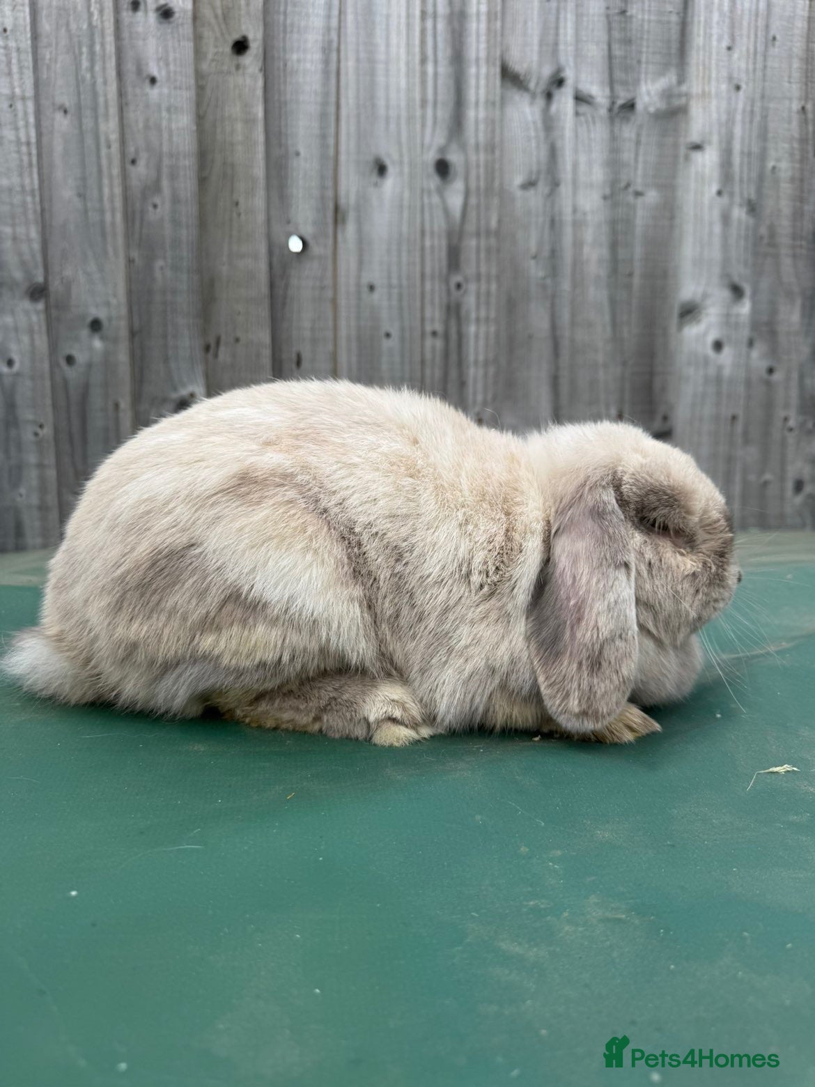 Mini Lop rabbits Two Beautiful Mini Lops looking for a new 🏡. - Advert 9