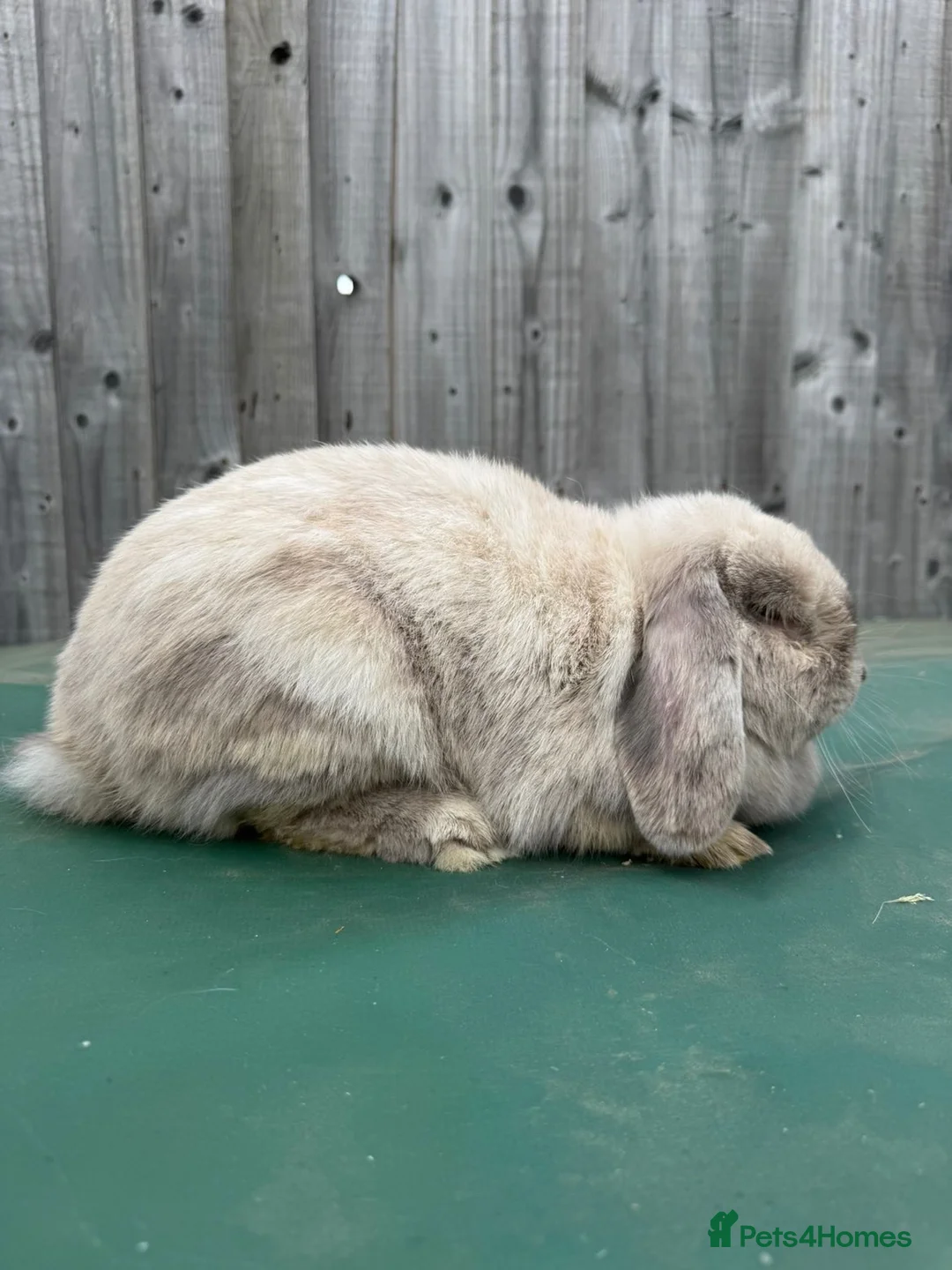 Mini Lop rabbits for sale: Two Beautiful Mini Lops looking for a new 🏡. - Advert 1