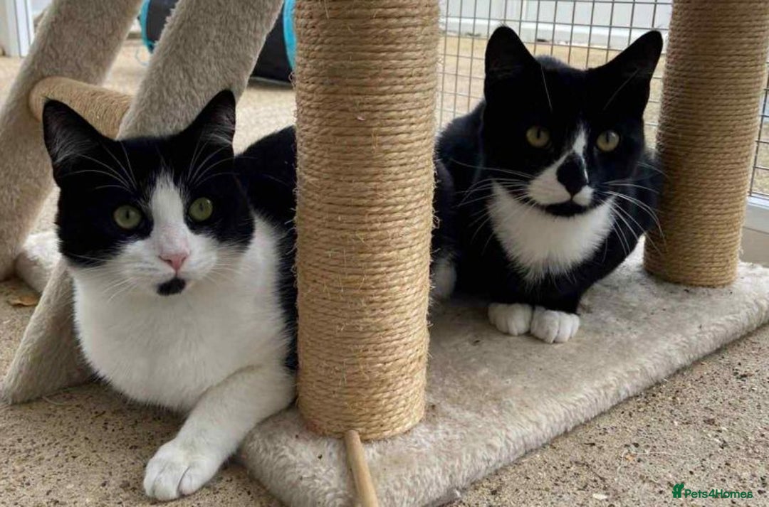 Domestic Shorthair cats for adoption: Cosmo & Mojito - Advert 1