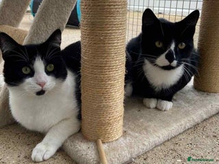 Domestic Shorthair cats Cosmo & Mojito - Advert 17